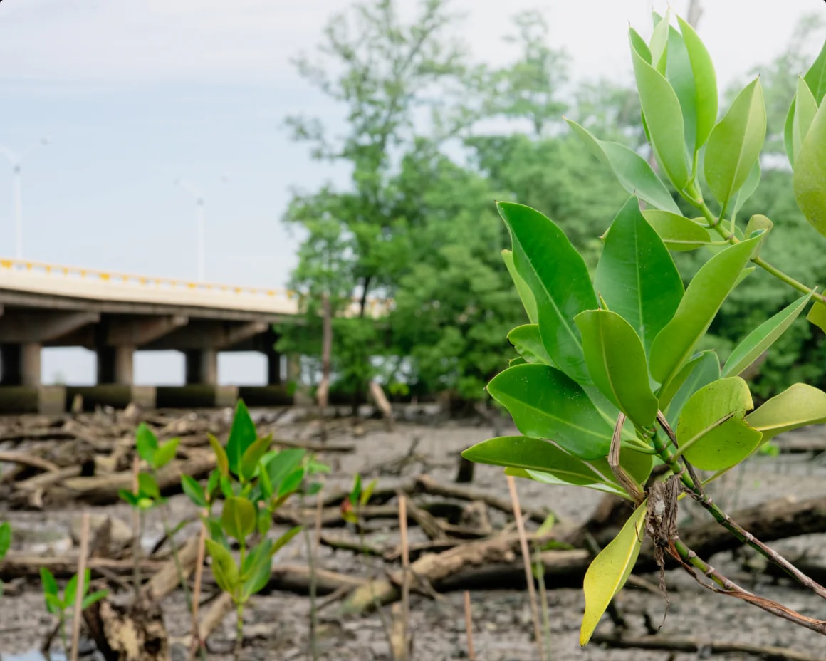 PTTProtectsCoastlinesWithBakajuanBacktotheMangroves